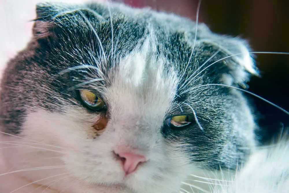 Cat Storning con ojos acuosos: un veterinario explica qué hacer