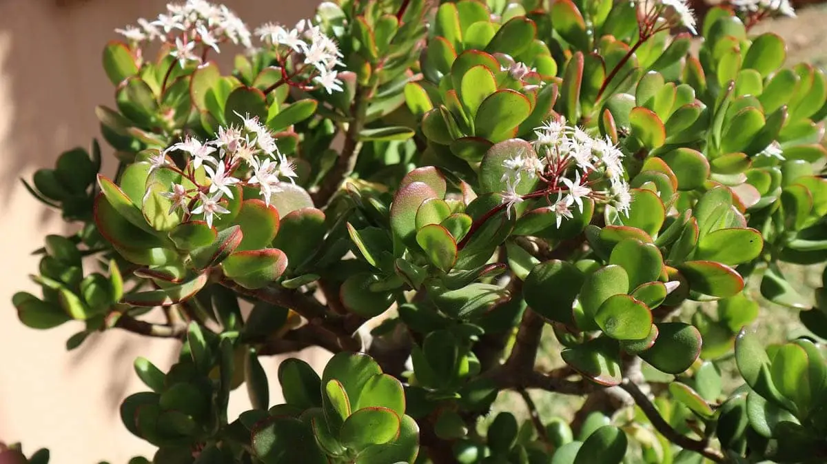Jade plant