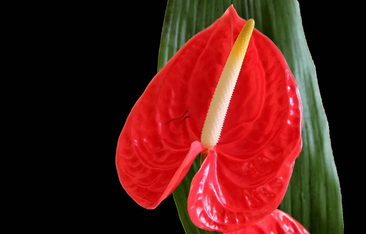 Flamingo flower
