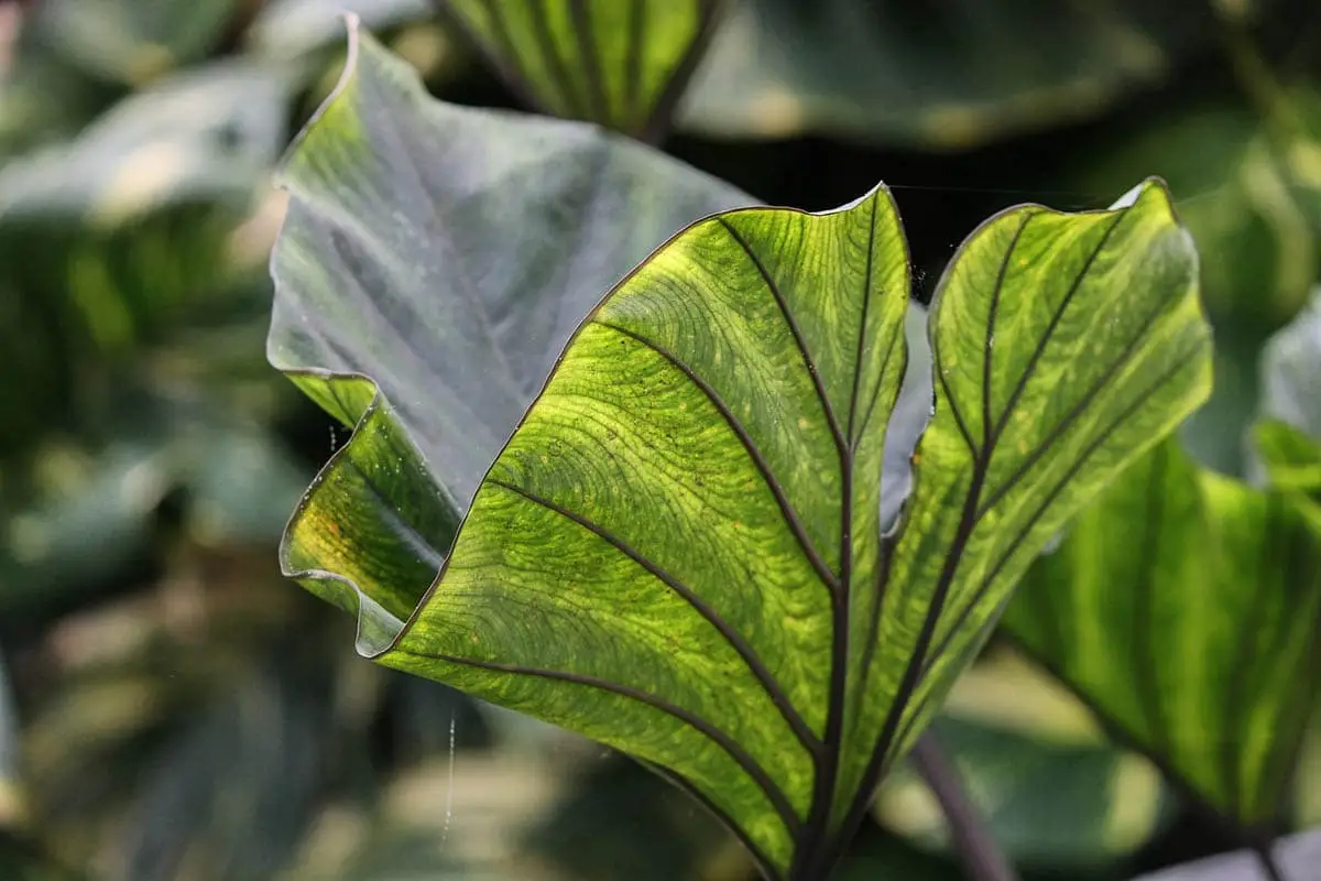 Colocasia (elephant ear)