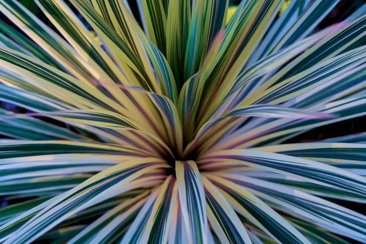 Cordyline