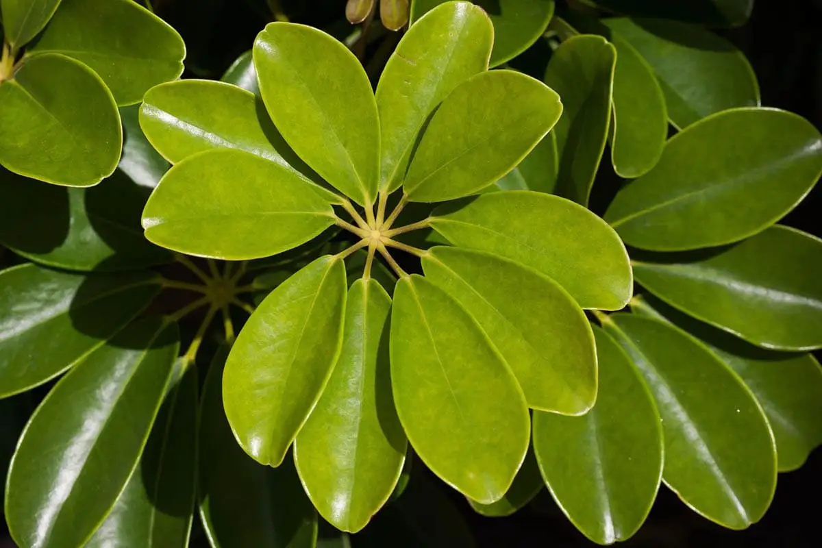 Umbrella plant