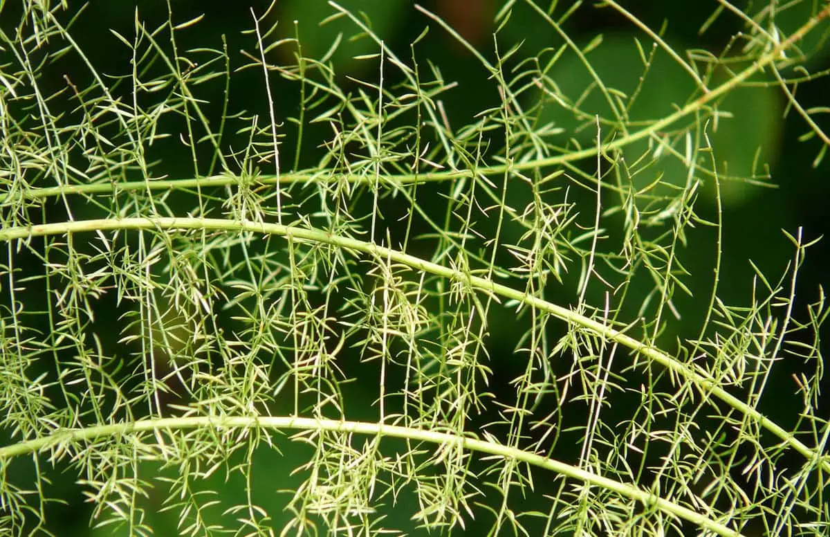 Asparagus fern