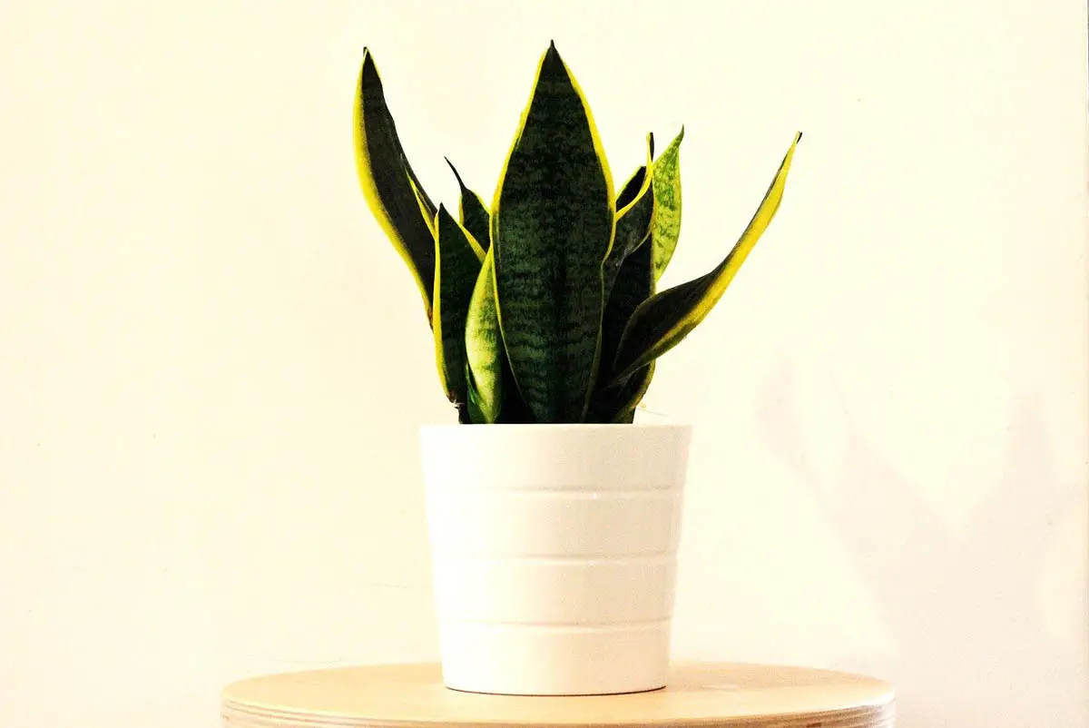 Sanseviera (snake plant)