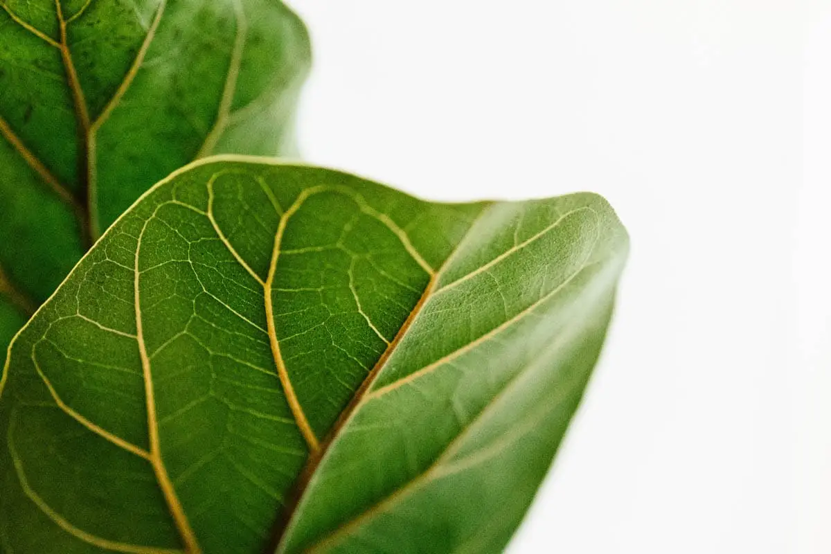 Fiddle leaf fig