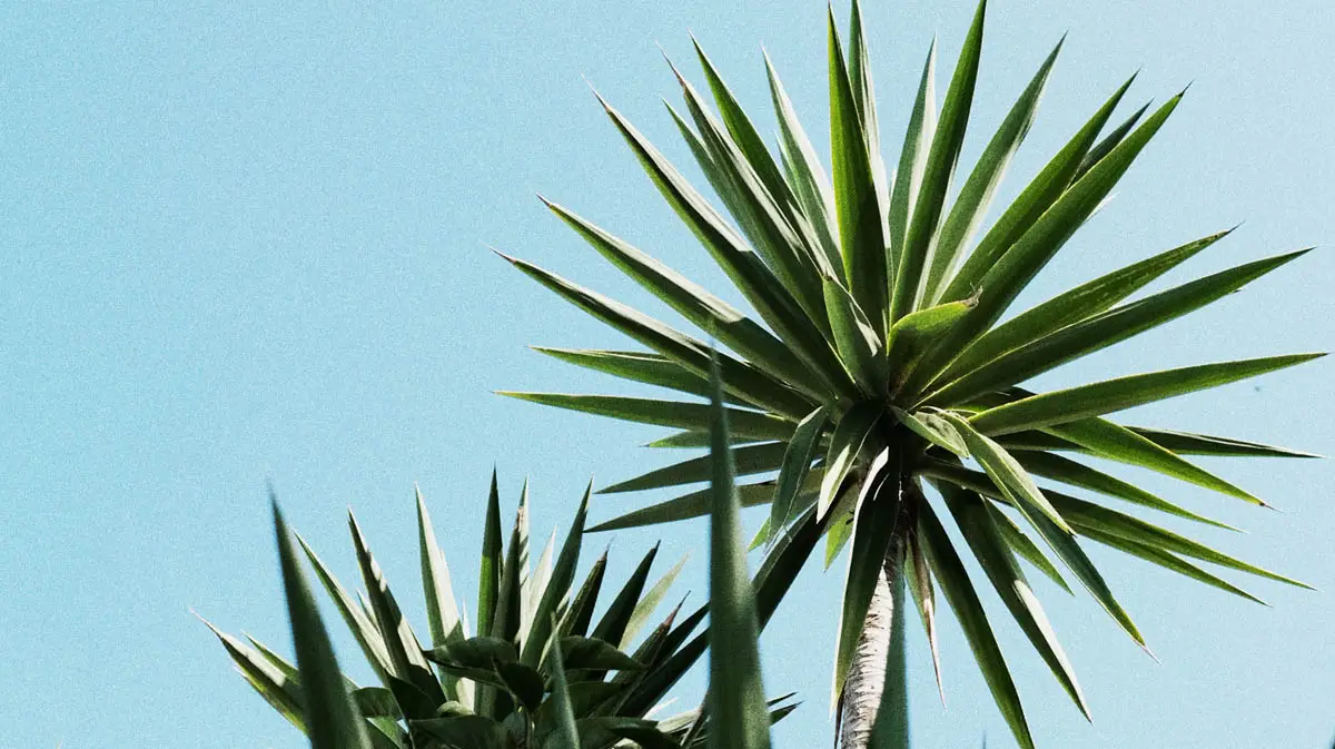 Yukka plant