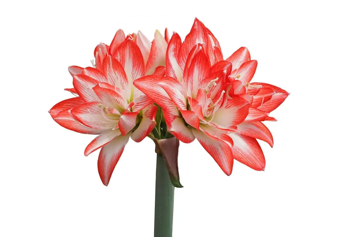 Hippeastrum