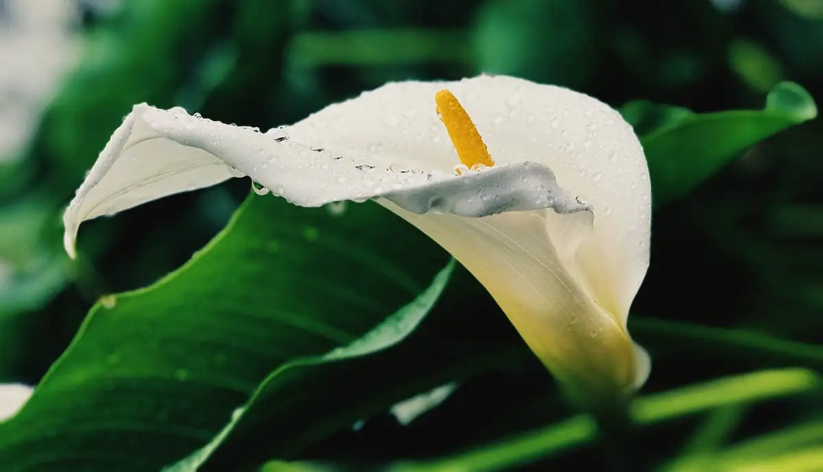 Calla lily