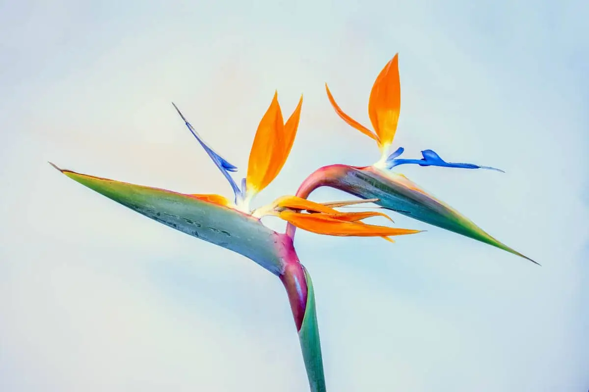 Bird of paradise plant