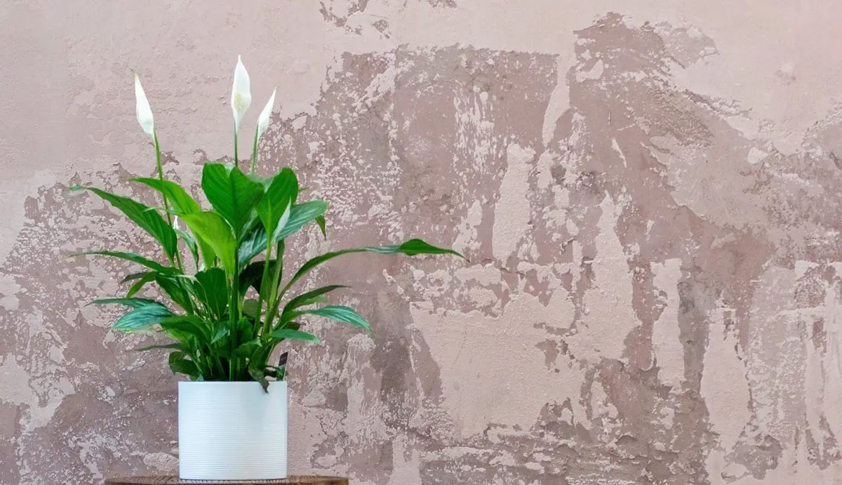 Peace lily