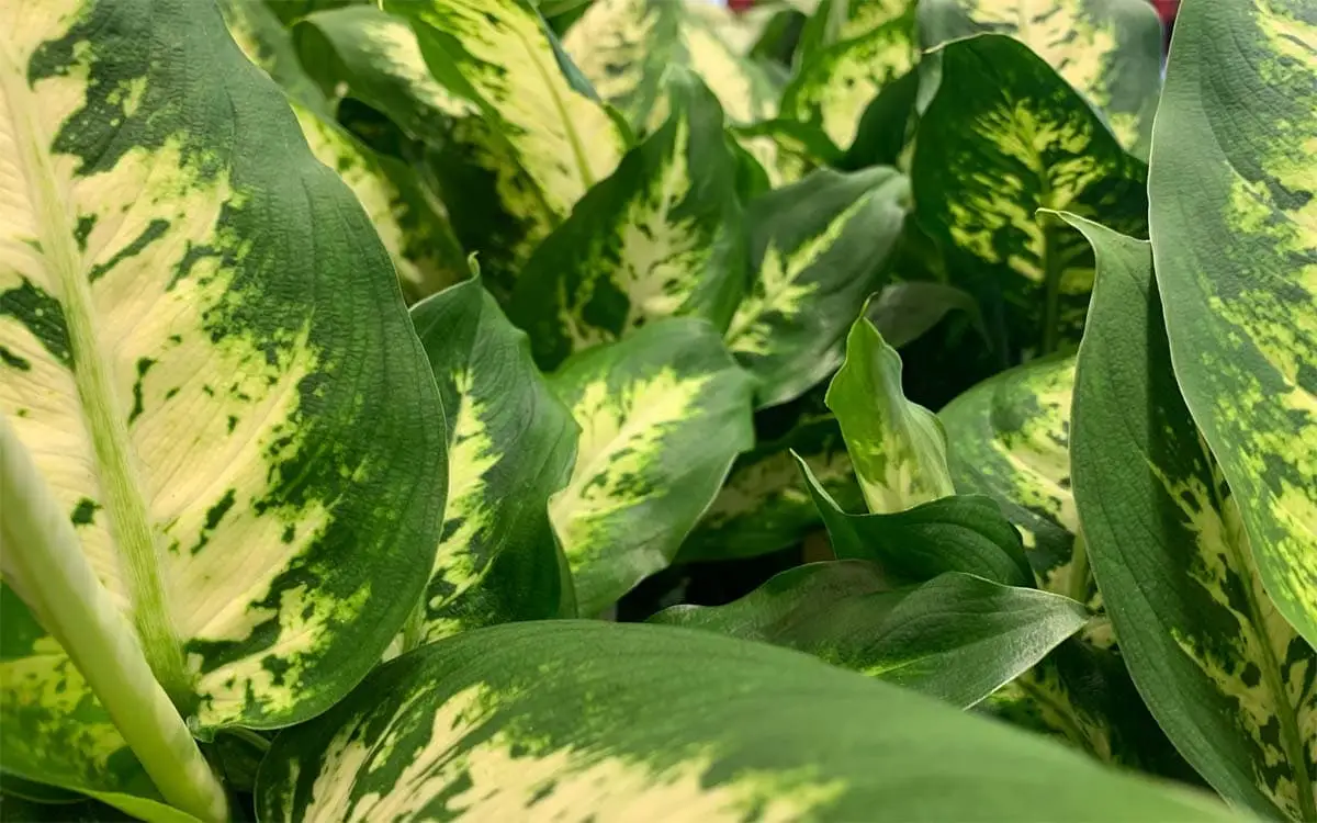 Is dumbcane toxic to cats?