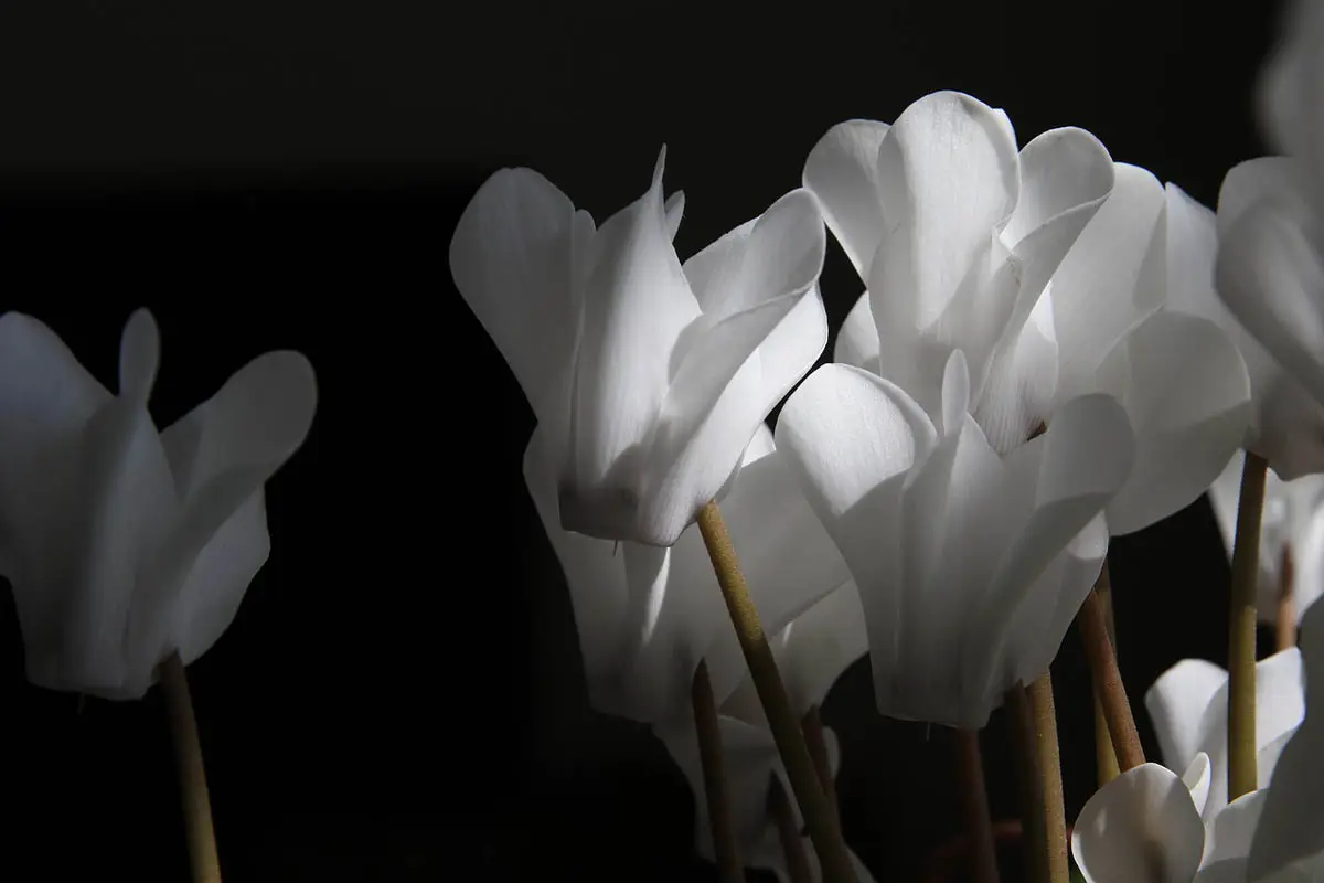 Cyclamen