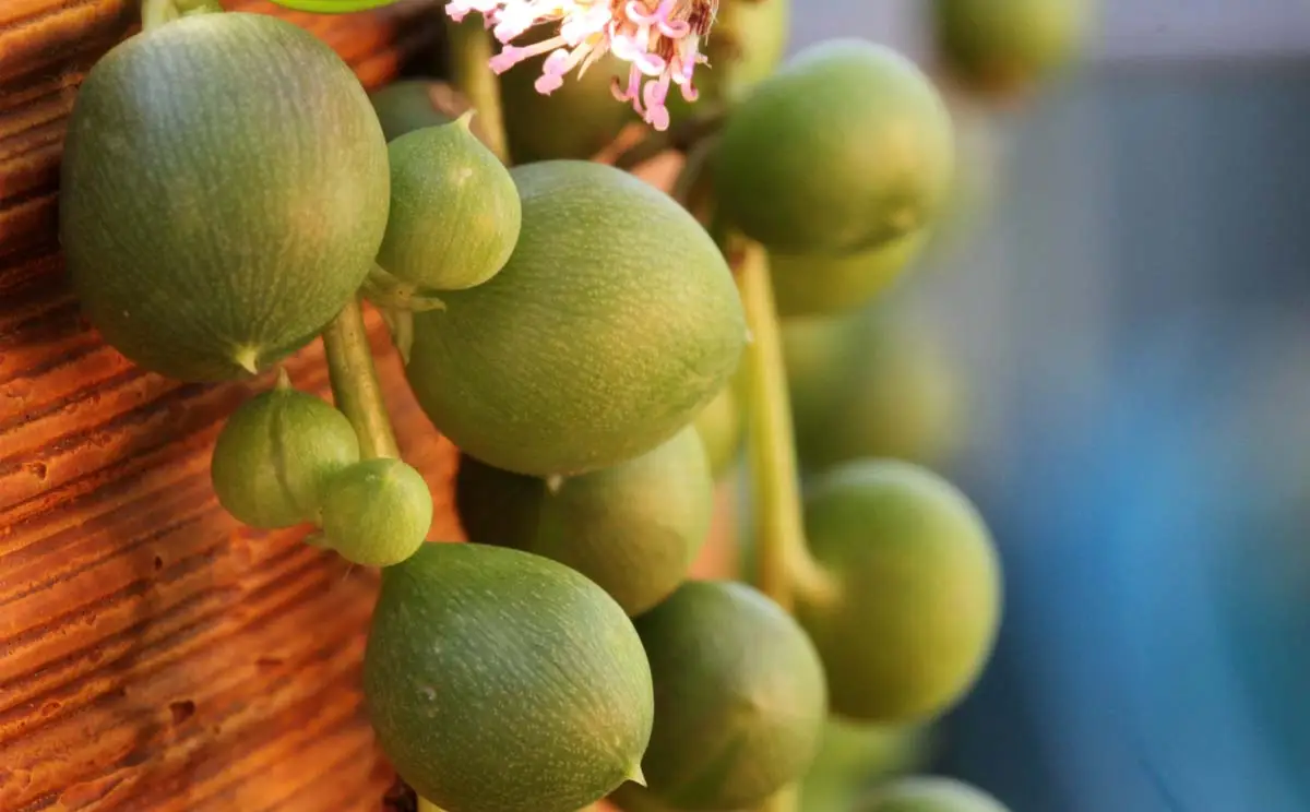 Is string of pearls toxic to cats?