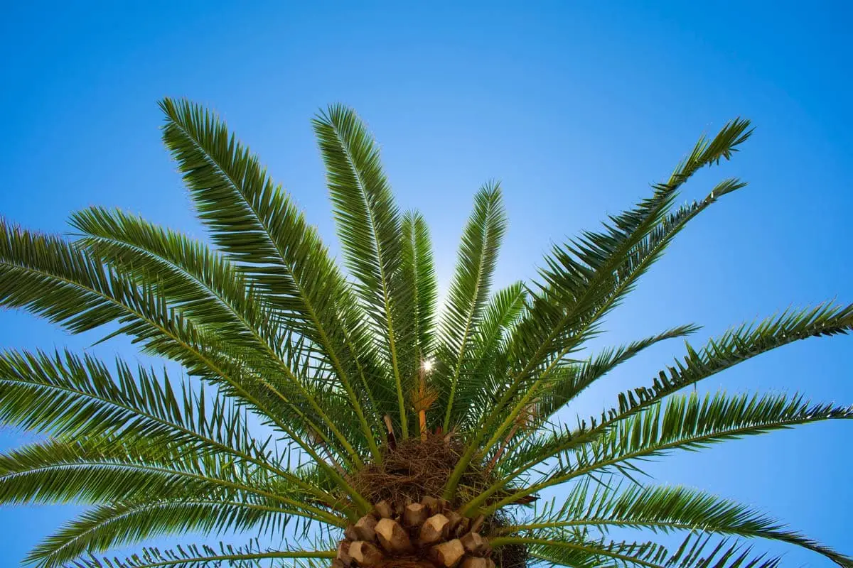 Sago palm