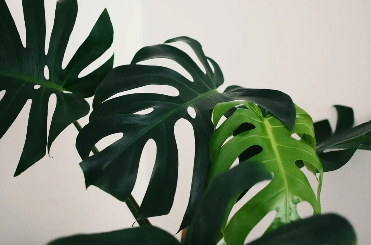 Planter fra et almindeligt hus (indre) giftige katte
