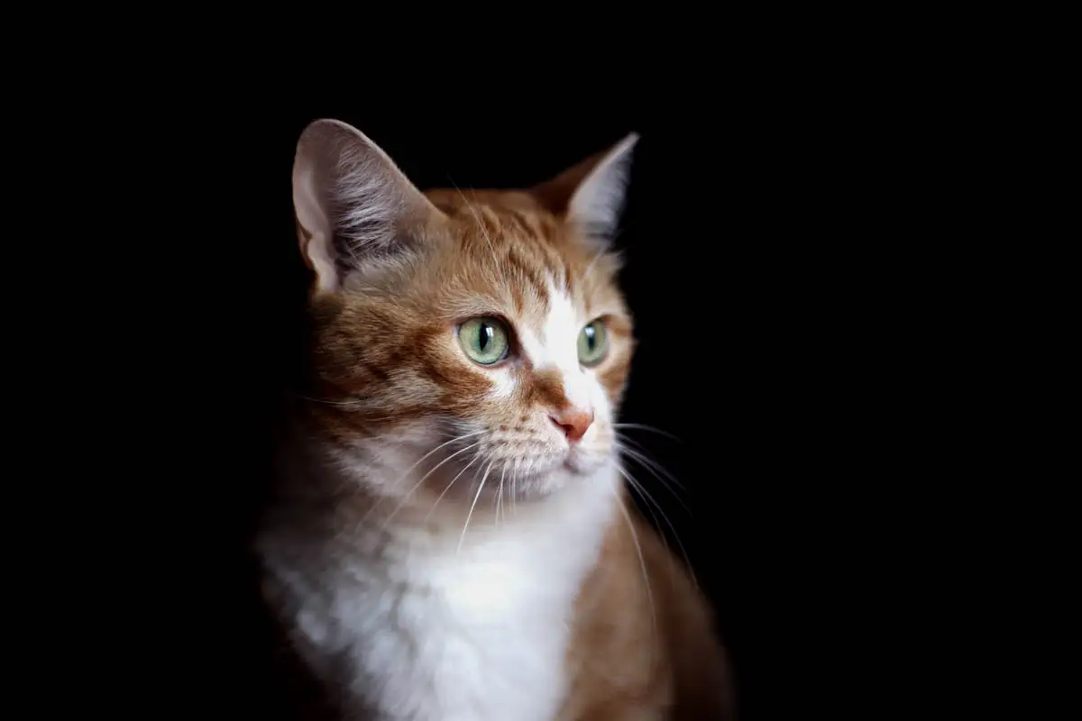 FIP in cats