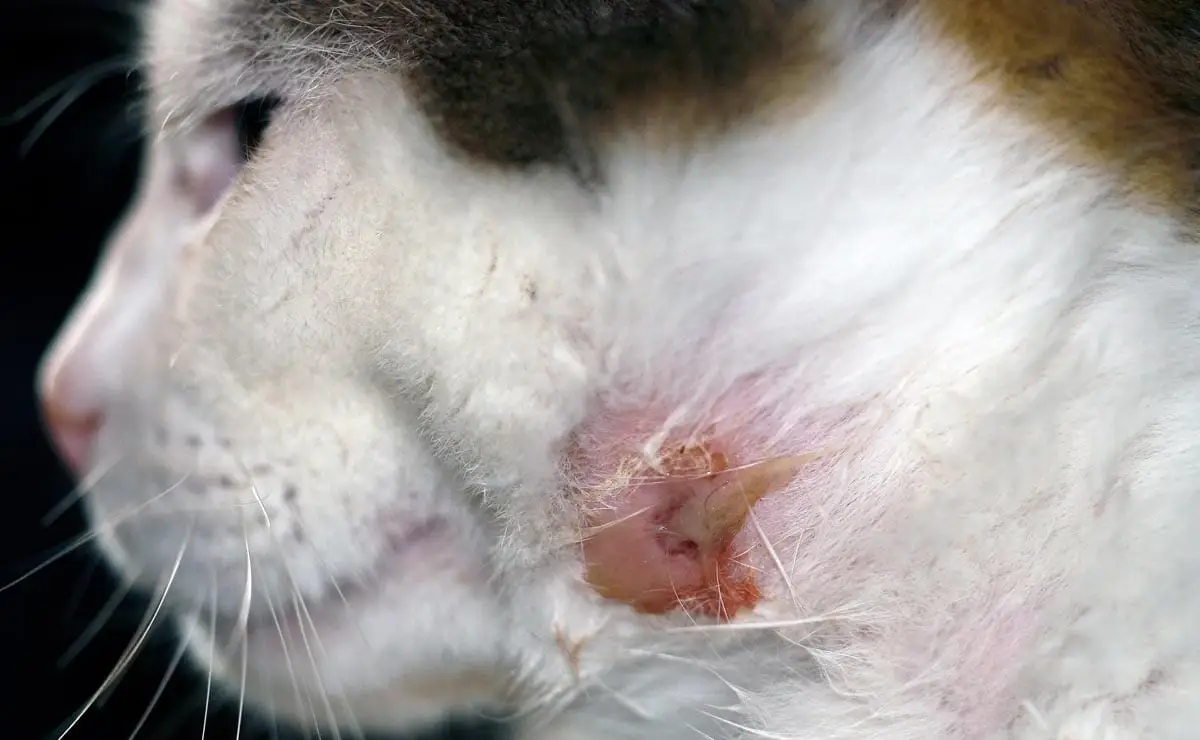 Bite wound abscess on a cat
