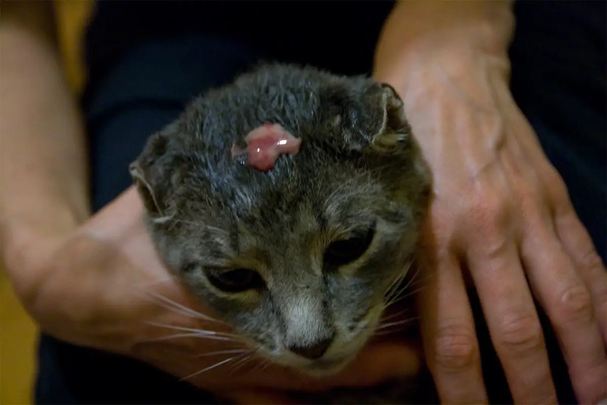 Abscess on a cat