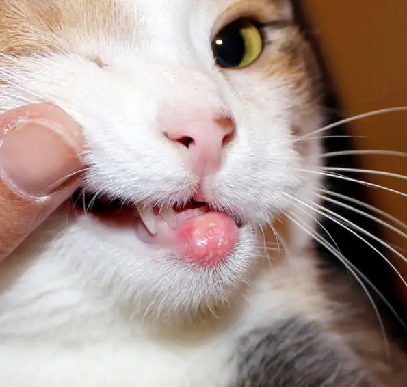 eosinophilic granuloma in cat with allergies Langerhans cell histiocytosis