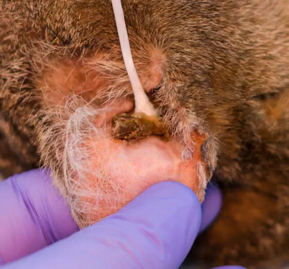 the veterinarian cleaning the ear of a cat with ceruminos otitis and vestibular syndrome