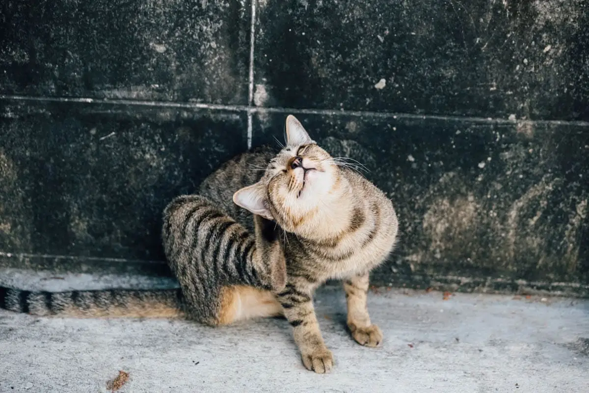 Cat scratching