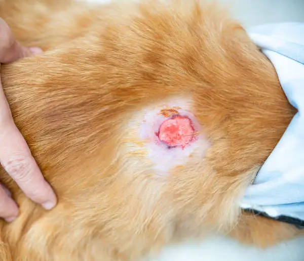 Close up Infected wounds on the cat