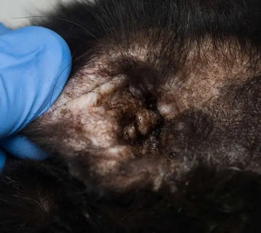 close-up photo of a black cat with otitis and scratching dermatitis
