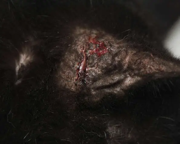 close-up photo of a black cat with otitis and scratching dermatitis