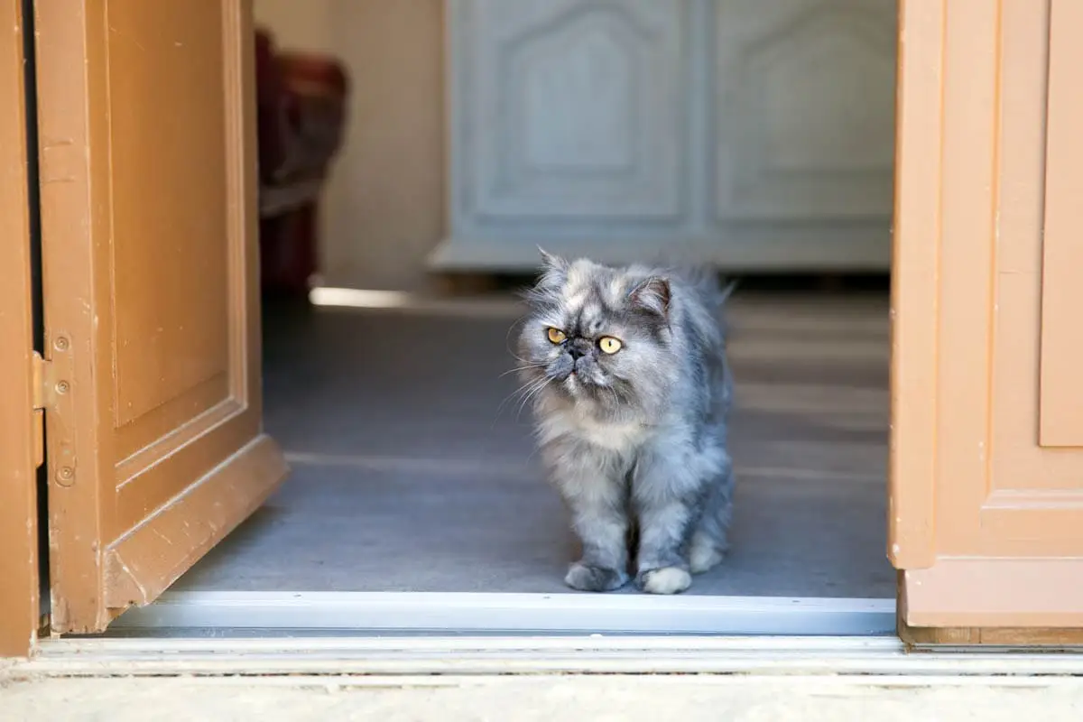 Cat at an open door