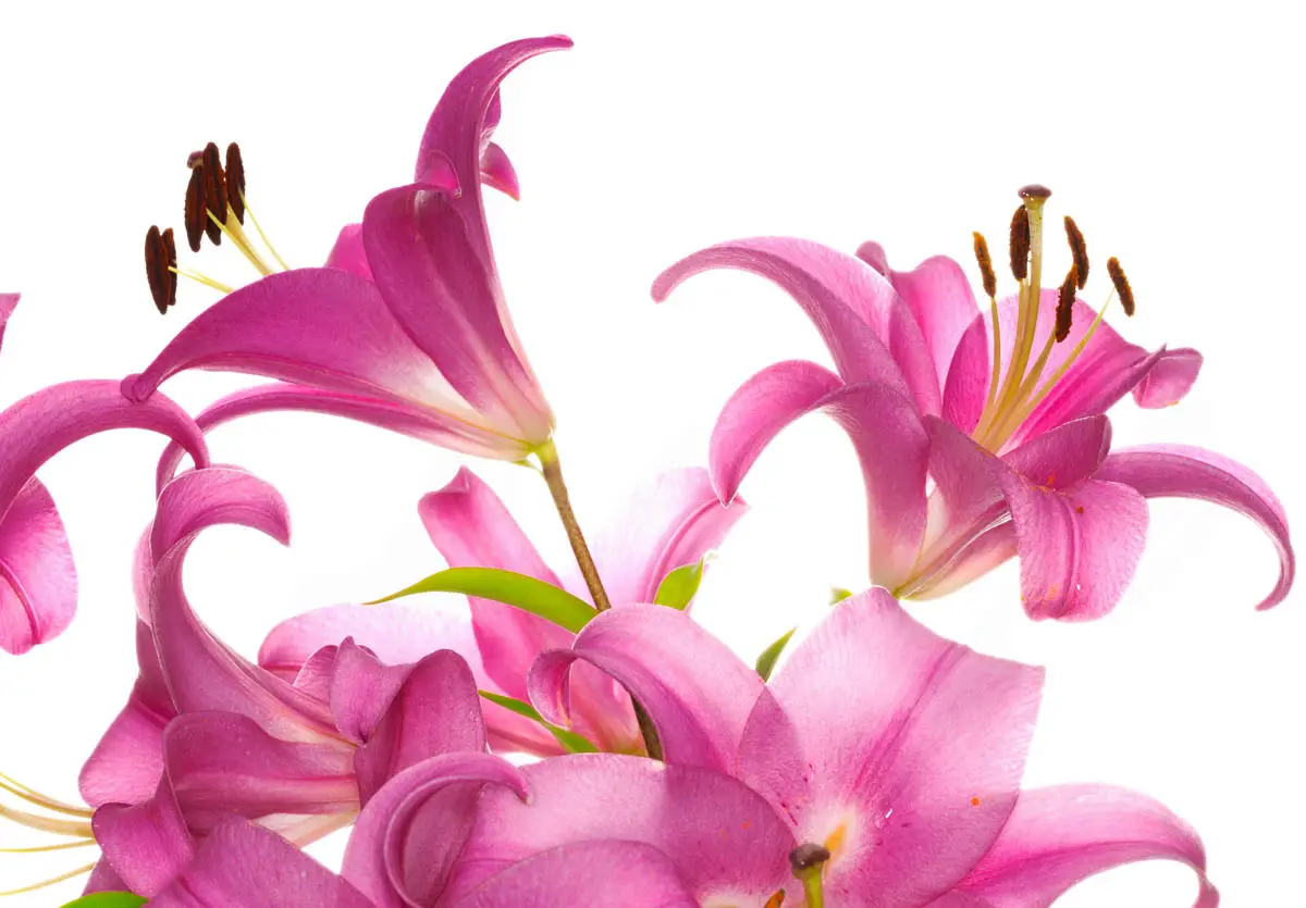 Lilies are toxic to cats