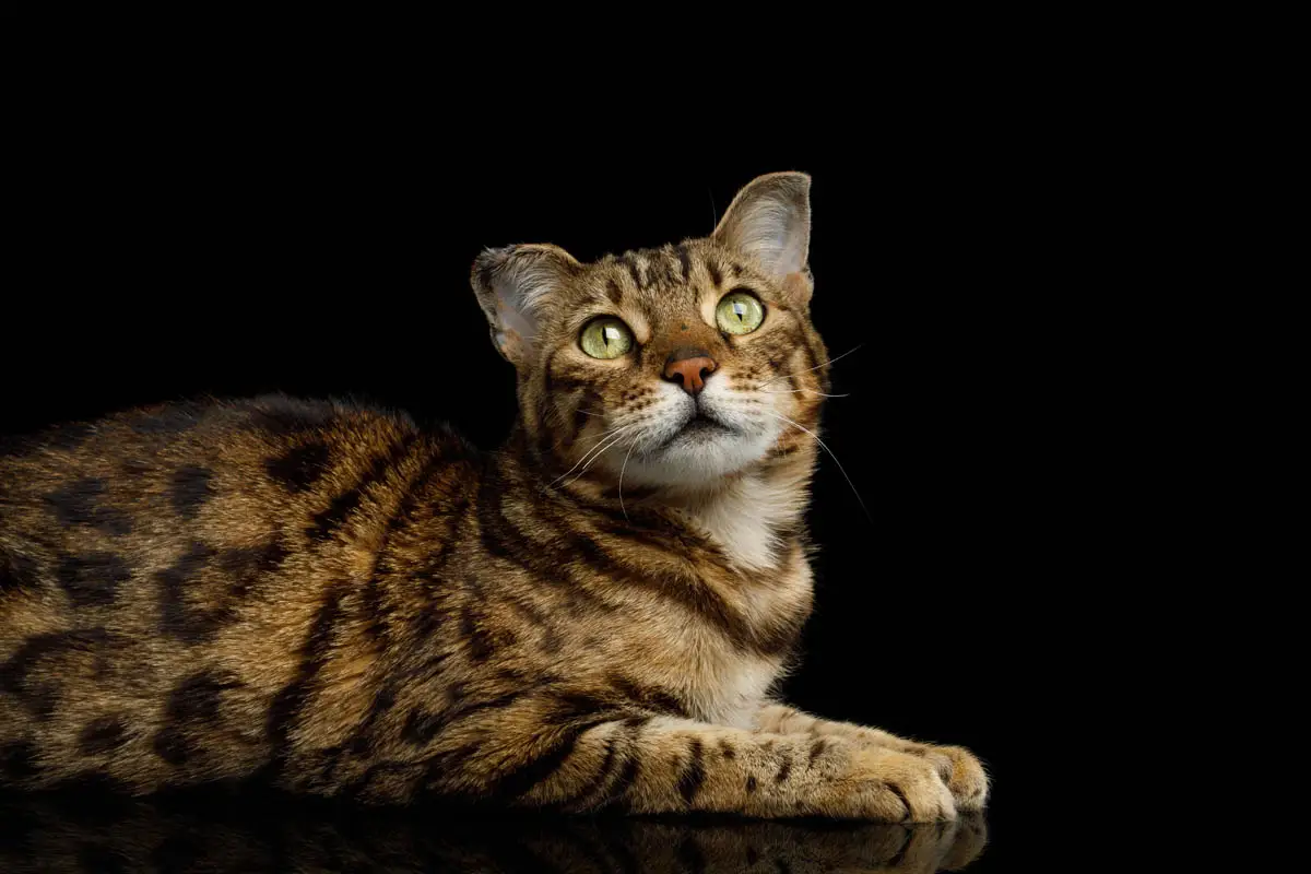 Bengal cat with frostbite damage to the ears