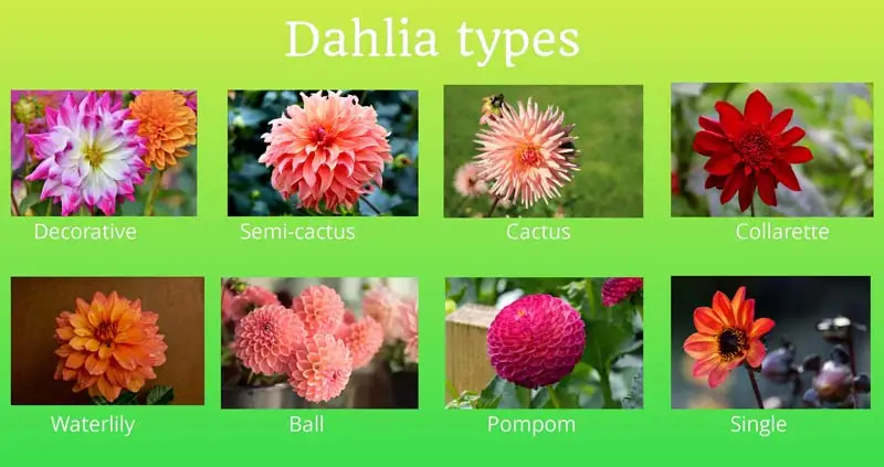 Dahlia flower types