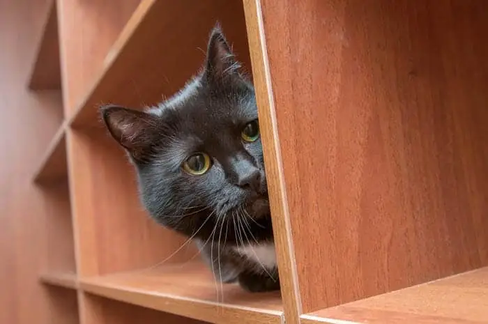Cat hiding