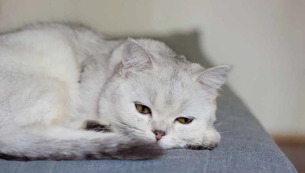 Cat need help