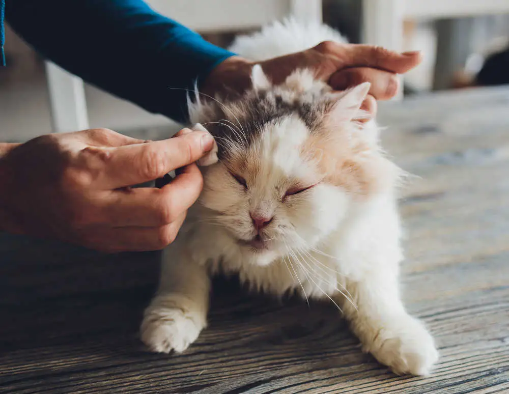 Tikai pieticējs bankrotēja vai eksplodēja. Veterinārārsts izskaidro veterinārārstu