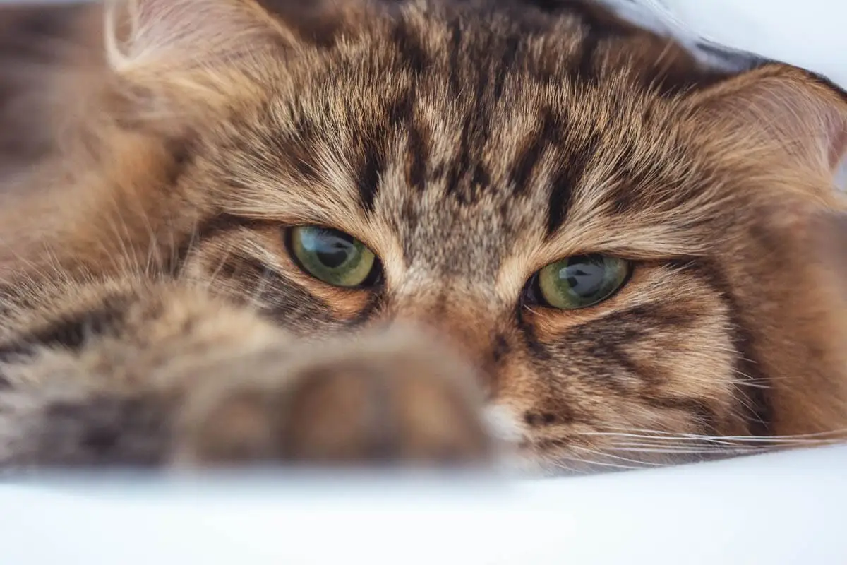 Pleural effusion in cats