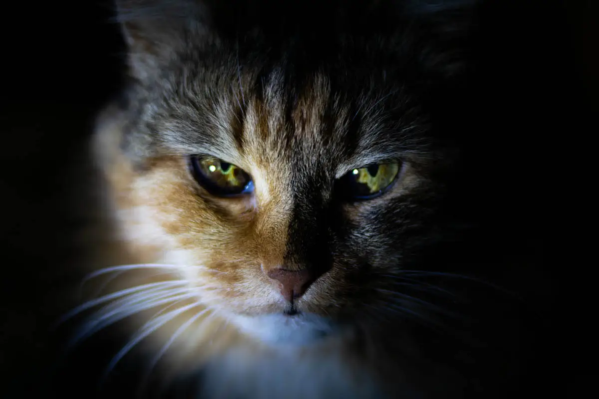 Tegnet på spændingen af ​​katte