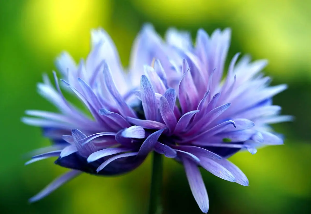 Cornflower
