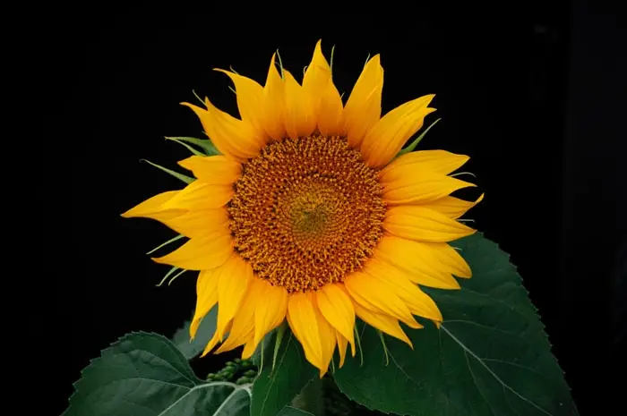 Sunflower is non toxic to cats