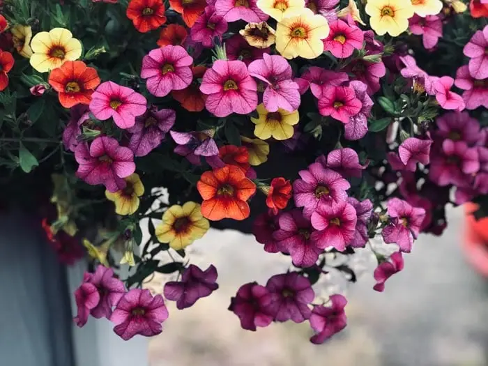 Petunias are non toxic to cats