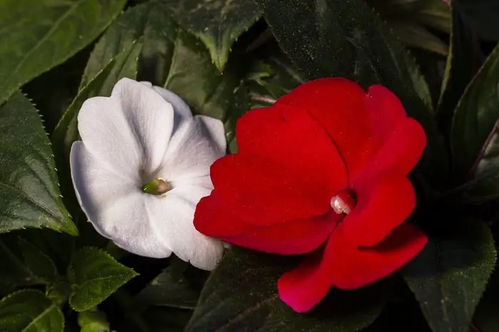 Impatiens