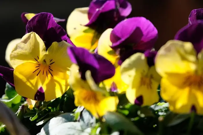 Pansy is non-toxic to cats