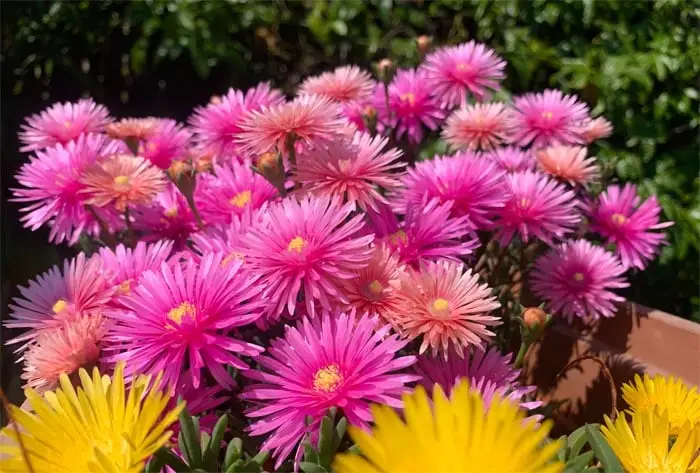 Ice plant