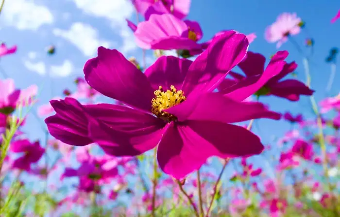 Cosmos is non-toxic to cats