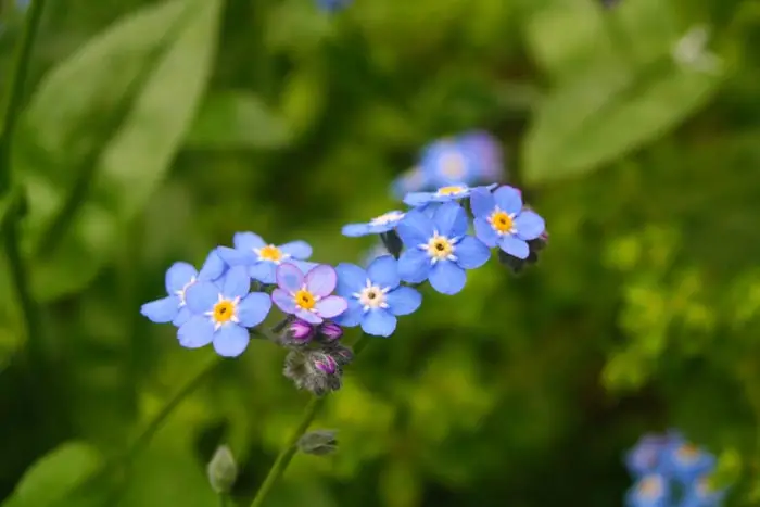 Forget-me-not