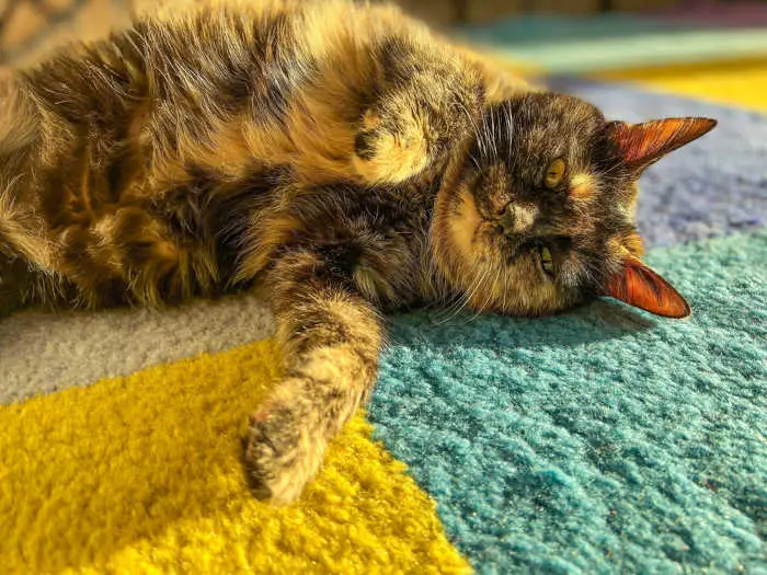cat falling over to the side
