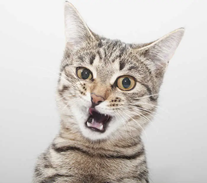 cat face twitching