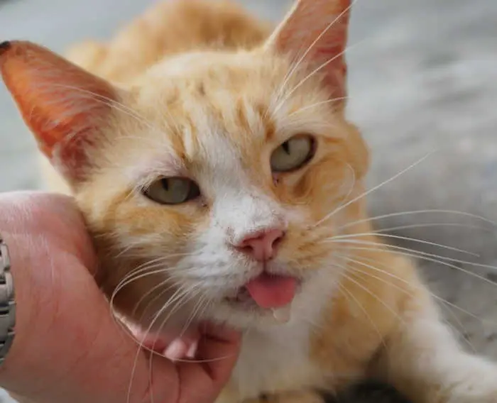 cat