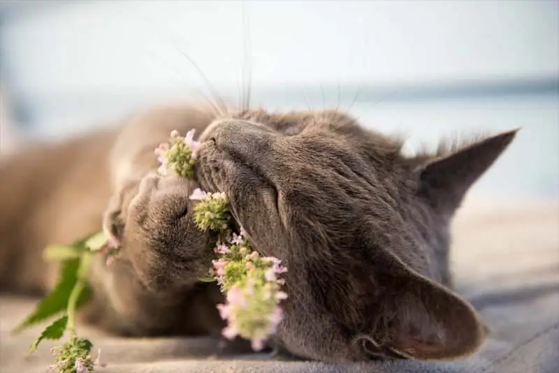 Cat high on catnip