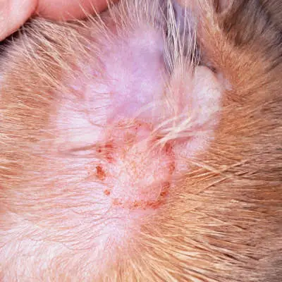 ringworm scabs on a cat
